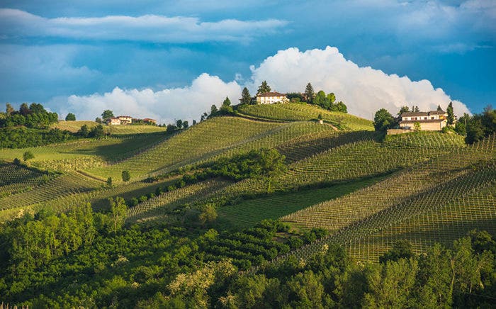 Vineyards of Langhe, Piedmont