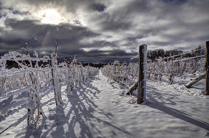 Winter vines in Michigan / Photo courtesy TC Photo, Stockimo, Alamy