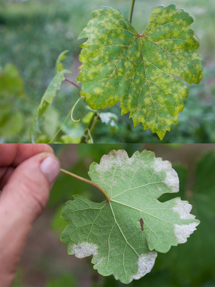 Closeup of vine grape leaf affected by Downy Mildew (Plasmopara vitikola) / Getty