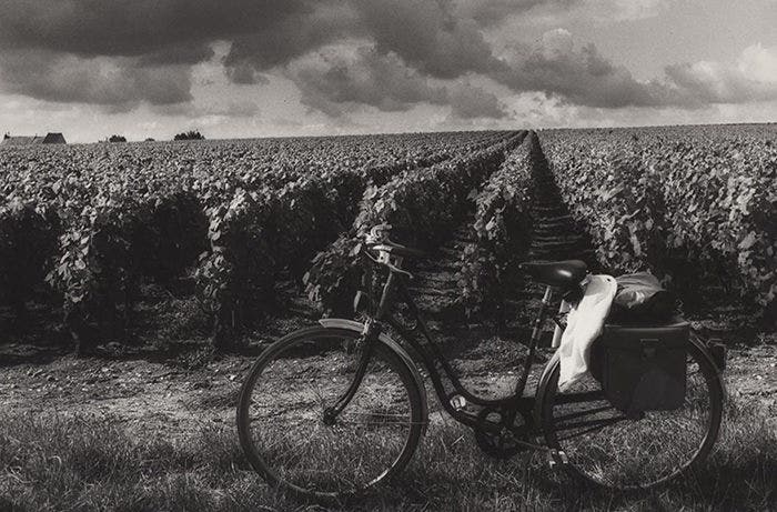 Bicycle in vineyard, black and white