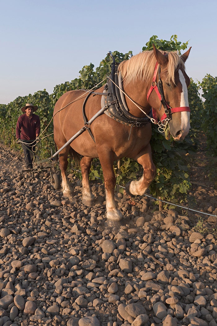 Horsepower Vineyards / Photo by Tyson Kopfer