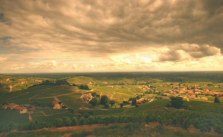 Vineyards Landscape at Fleurie, Beaujolais, France