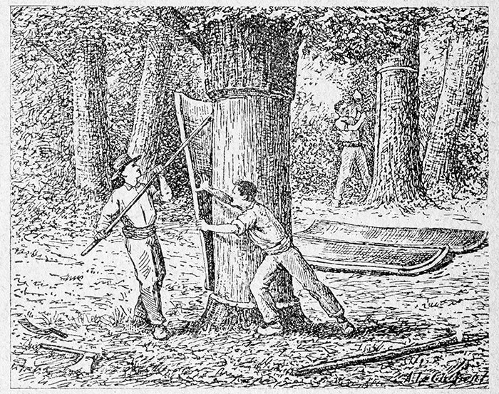 Illustration of two men harvesting the bark from a cork tree. 