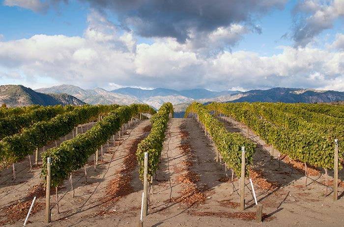 Vineyard in Washington State.