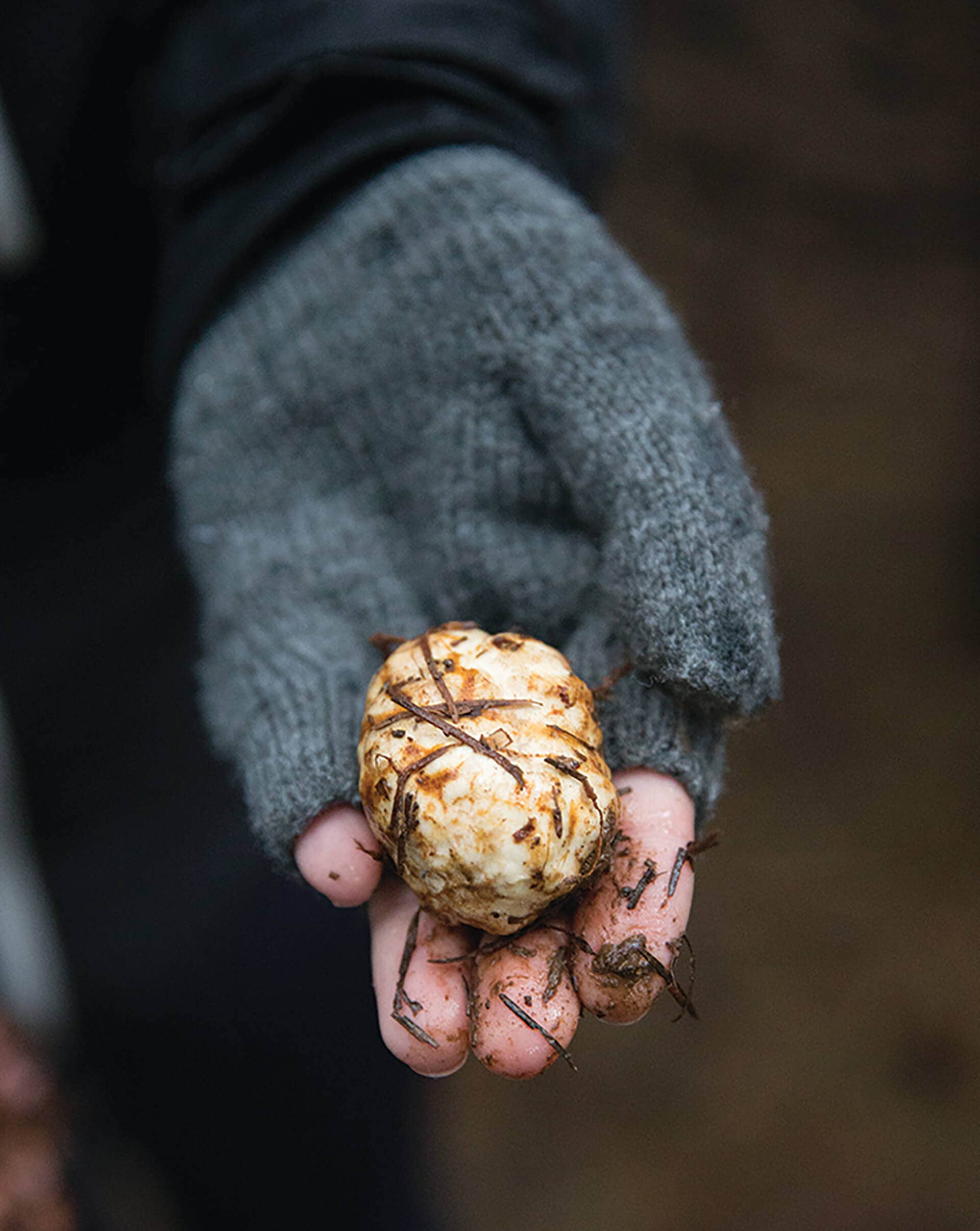 Oregon truffle