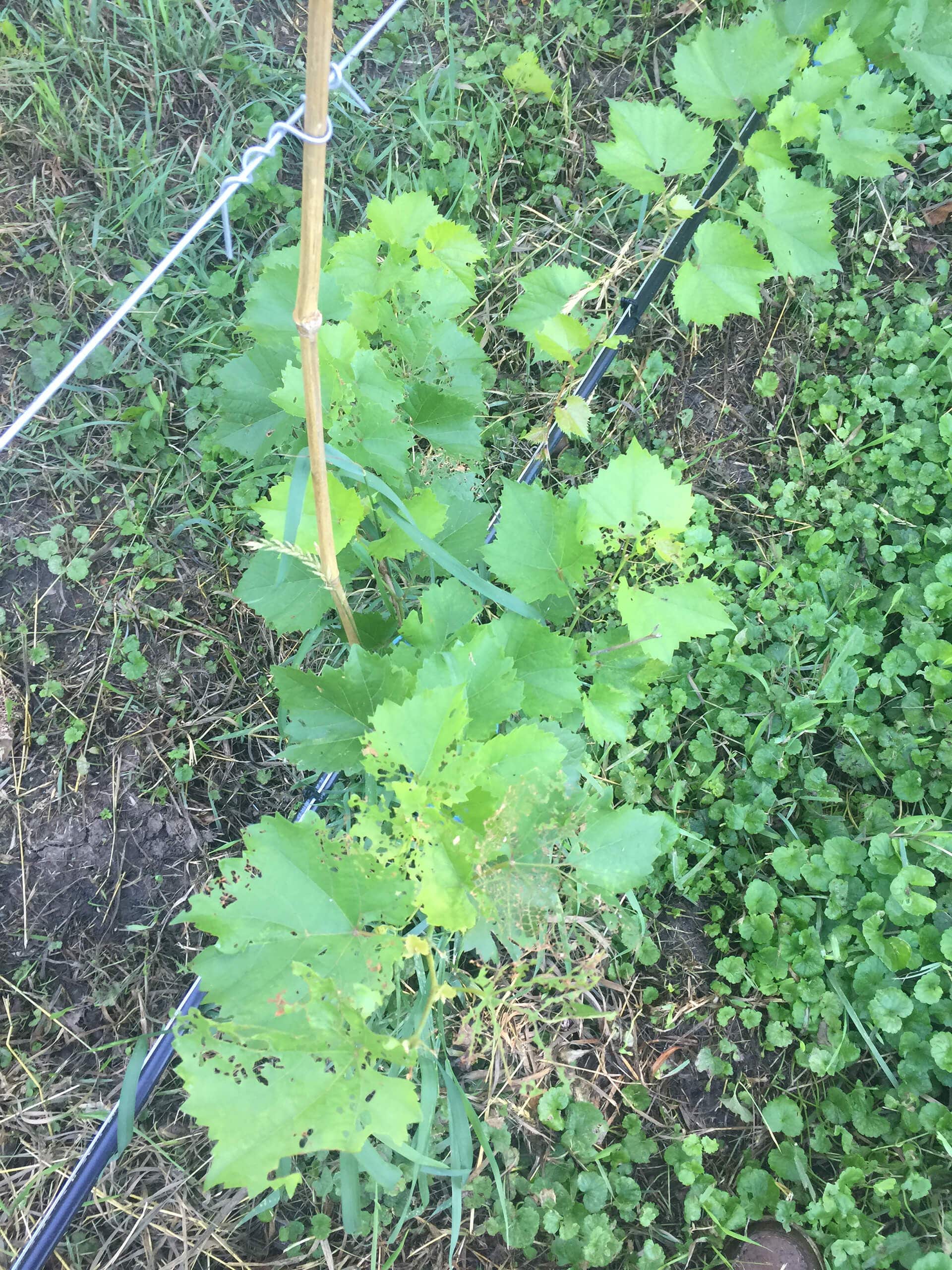 Damaged grapevines in backyard vineyard