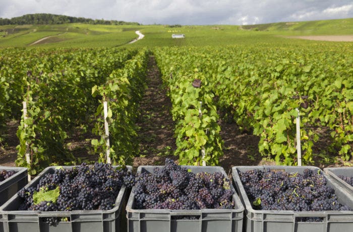 Pinot Noir being harvested in Burgundy, France / Getty