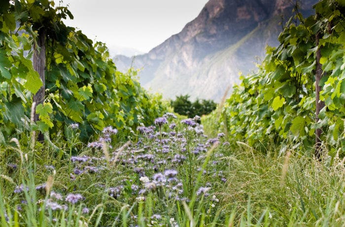 The vineyards of natural wine maker Foradori / Photo by Andrea Scaramuzza