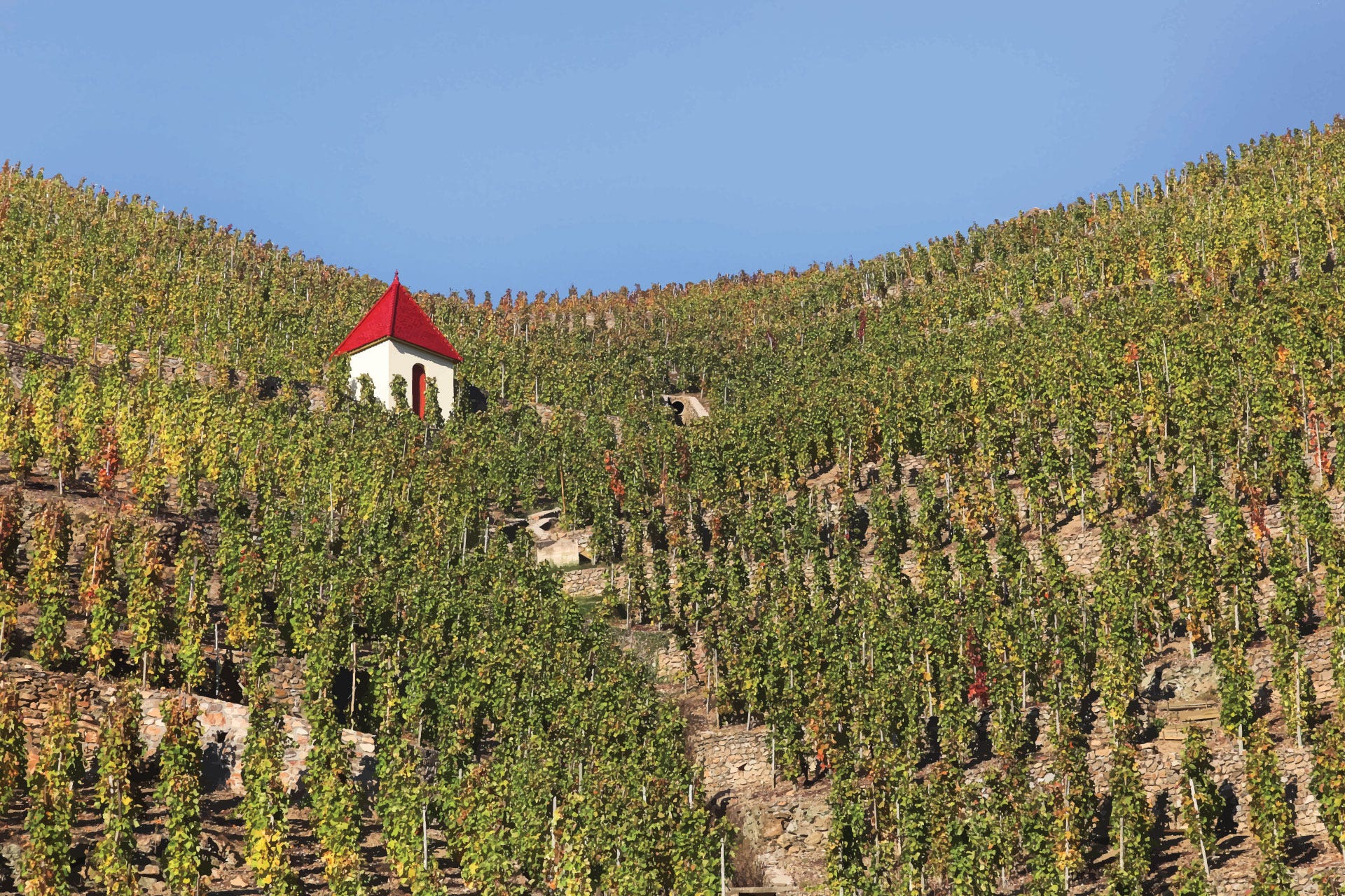 Vineyards on steep slopes in Côte-Rôtie