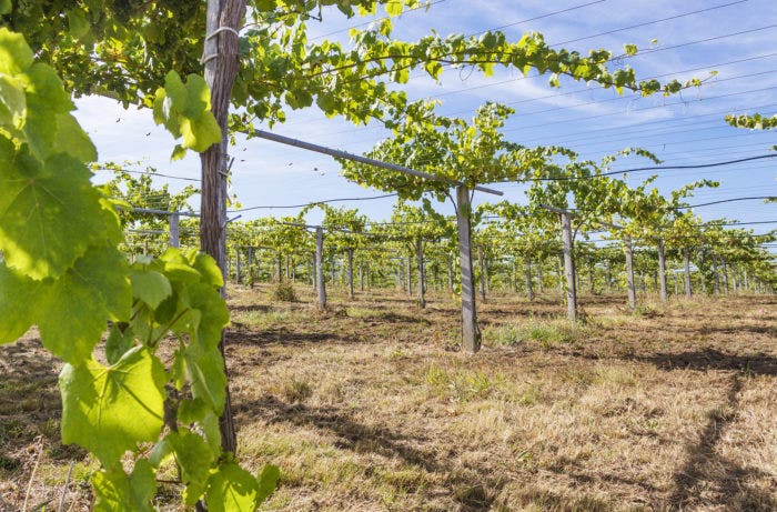 Albariño vineyards