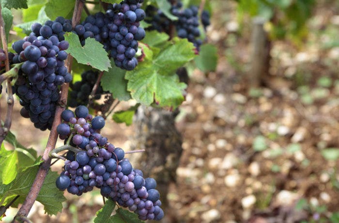 Pinot Noir in Burgundy
