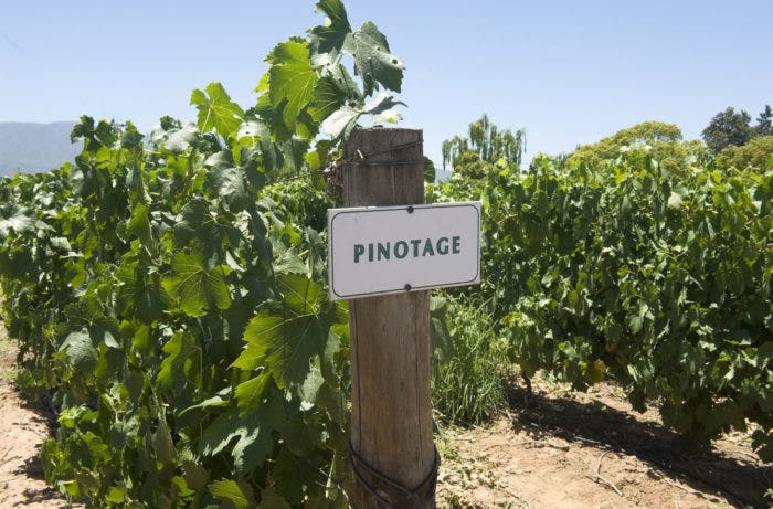 Pinotage vineyard in South Africa