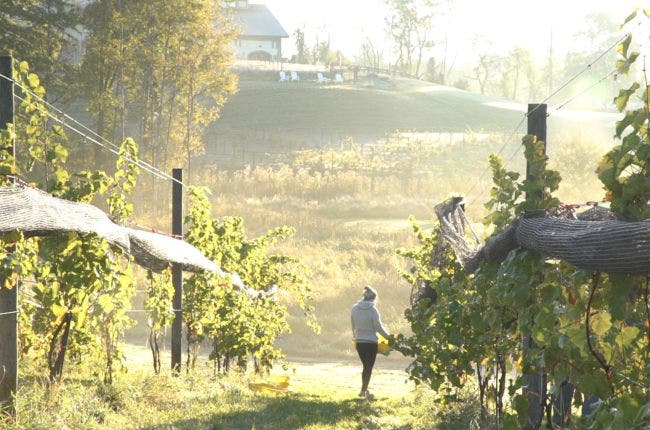 The vineyards at LaBelle Winery in Amherst, New Hampshire / Photo courtesy LaBelle Winery