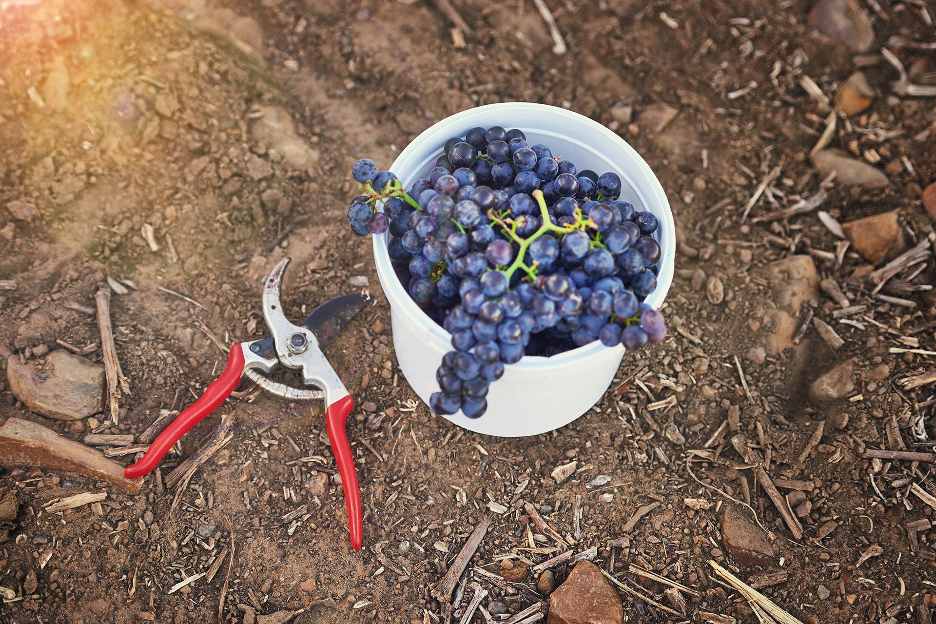 Shot of freshly cut purple grapes on the ground