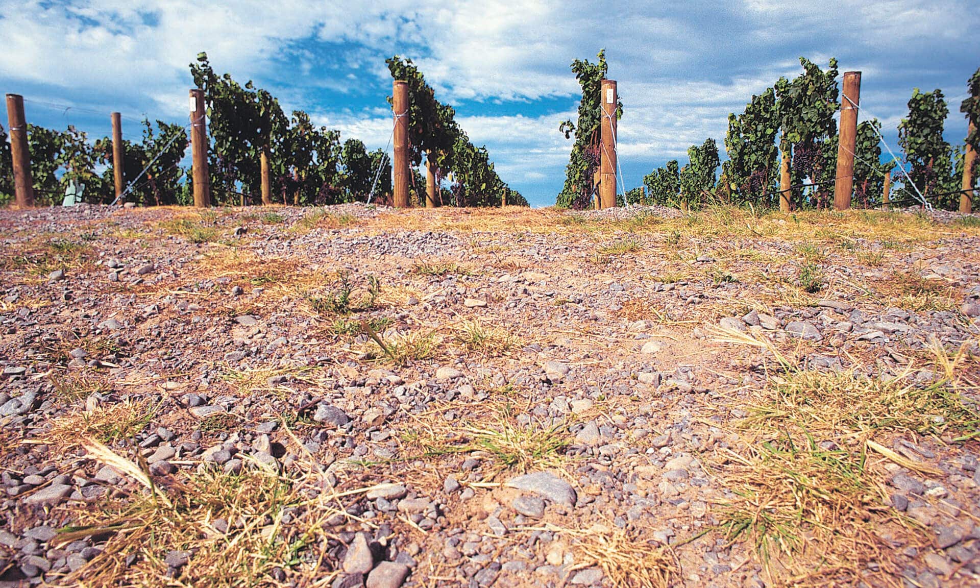 Foreground of soil with rock embedded in it, vines in the background