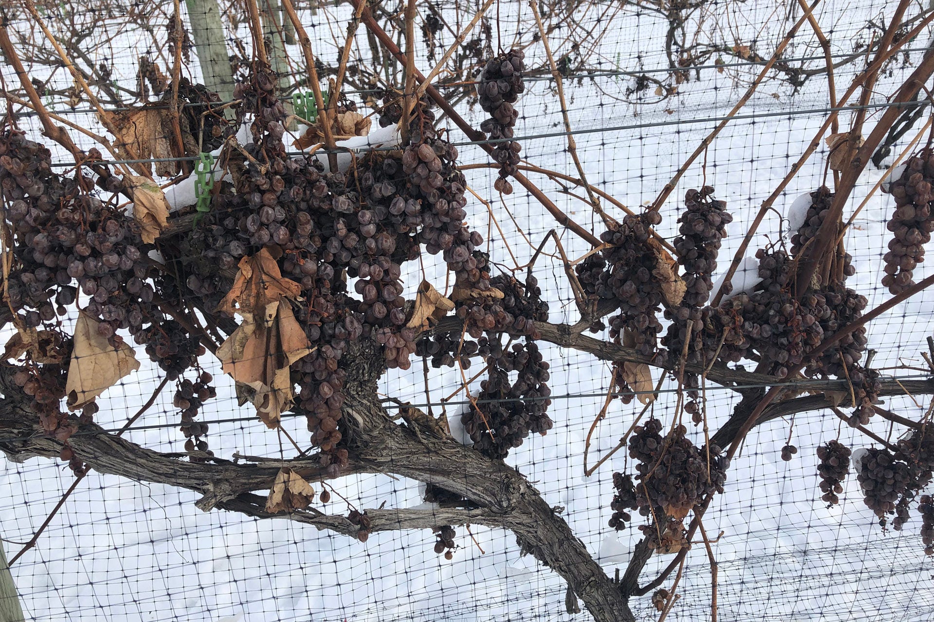 Frozen vines at Next Chapter Winery in New Prague, Minnesota / Photo by Timothy Tulloch