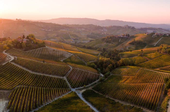 Aeriel of rolling hills with vineyard rows in golden light and roads in-between