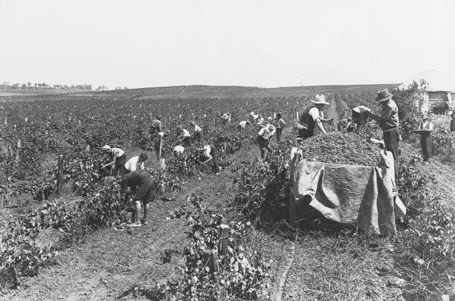 Old photo of harvesting workers, a large crate of grapes in the foreground