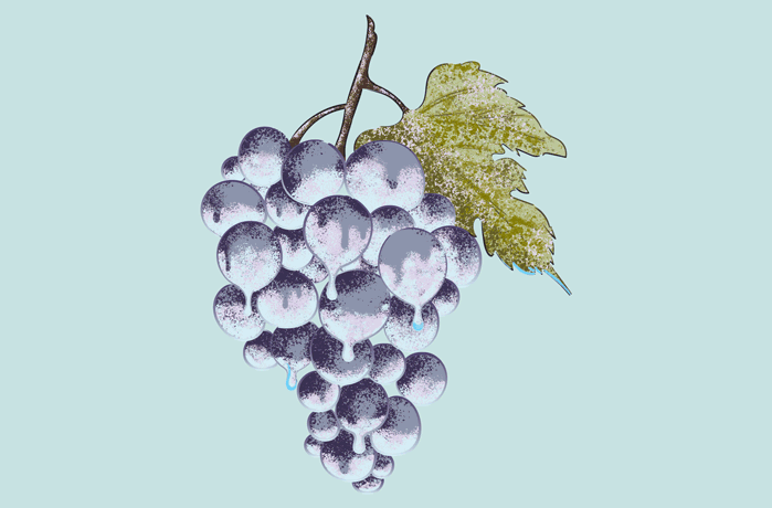 Animated illustration of frozen grapes melting