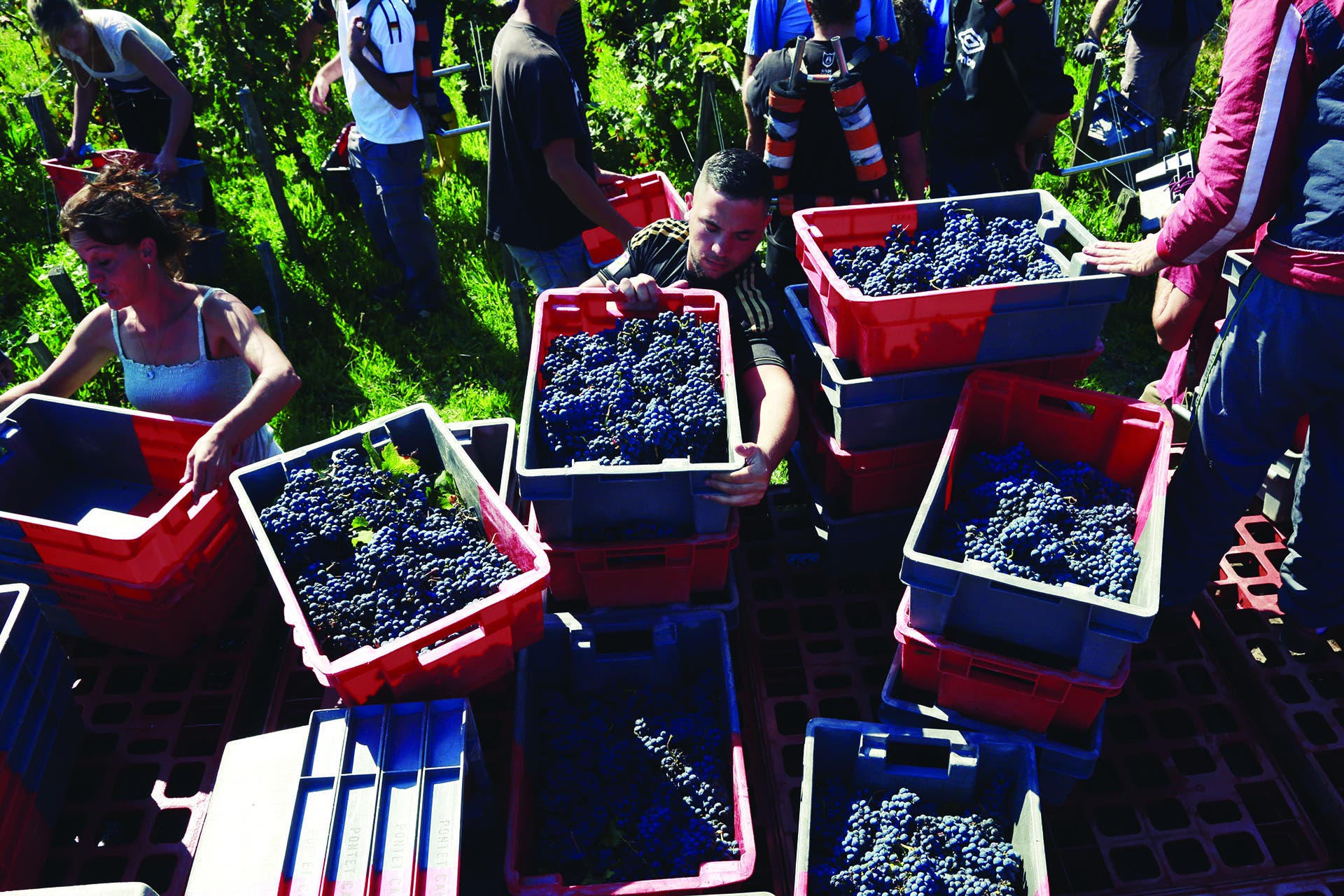 Five red plastic boxes, each full of deep purple grapes, in a green field, workers at top