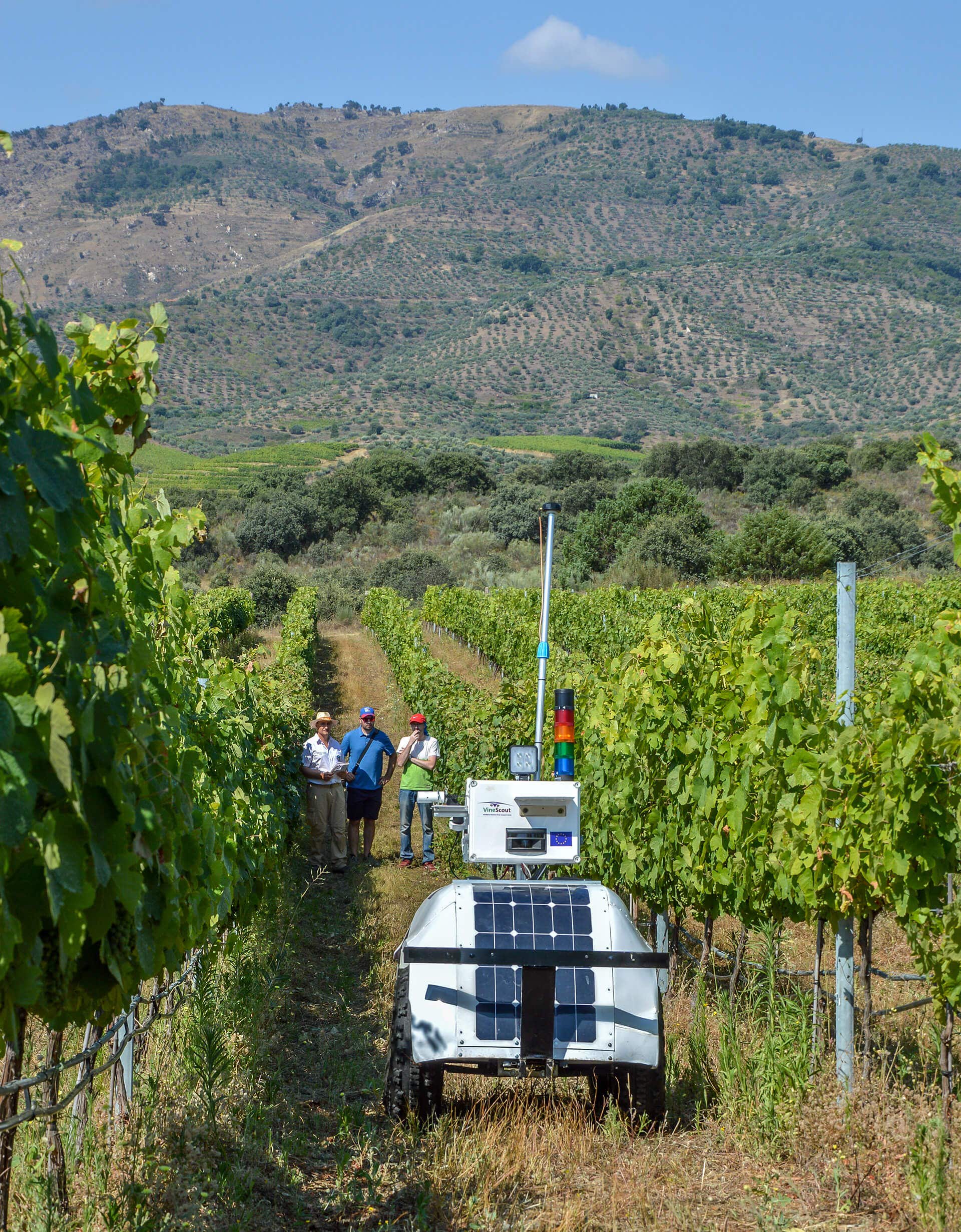 Vertical image of robot in between two vineyard rows, mountains in background