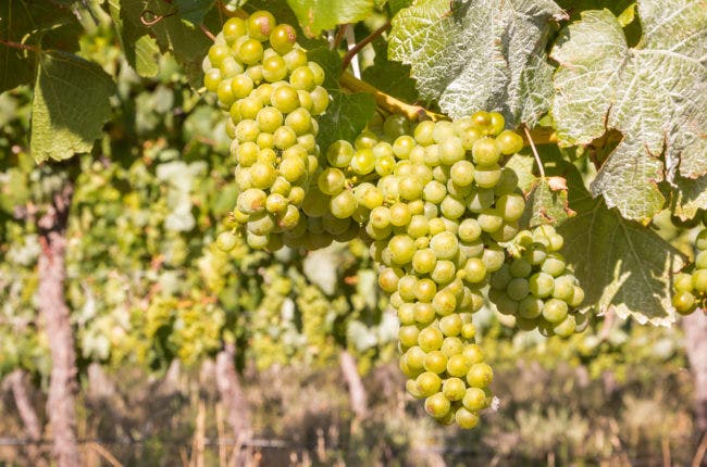 Riesling in the vineyard / Getty