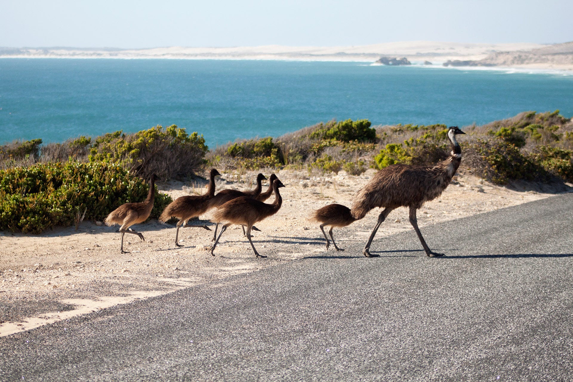 Emu family in Australia