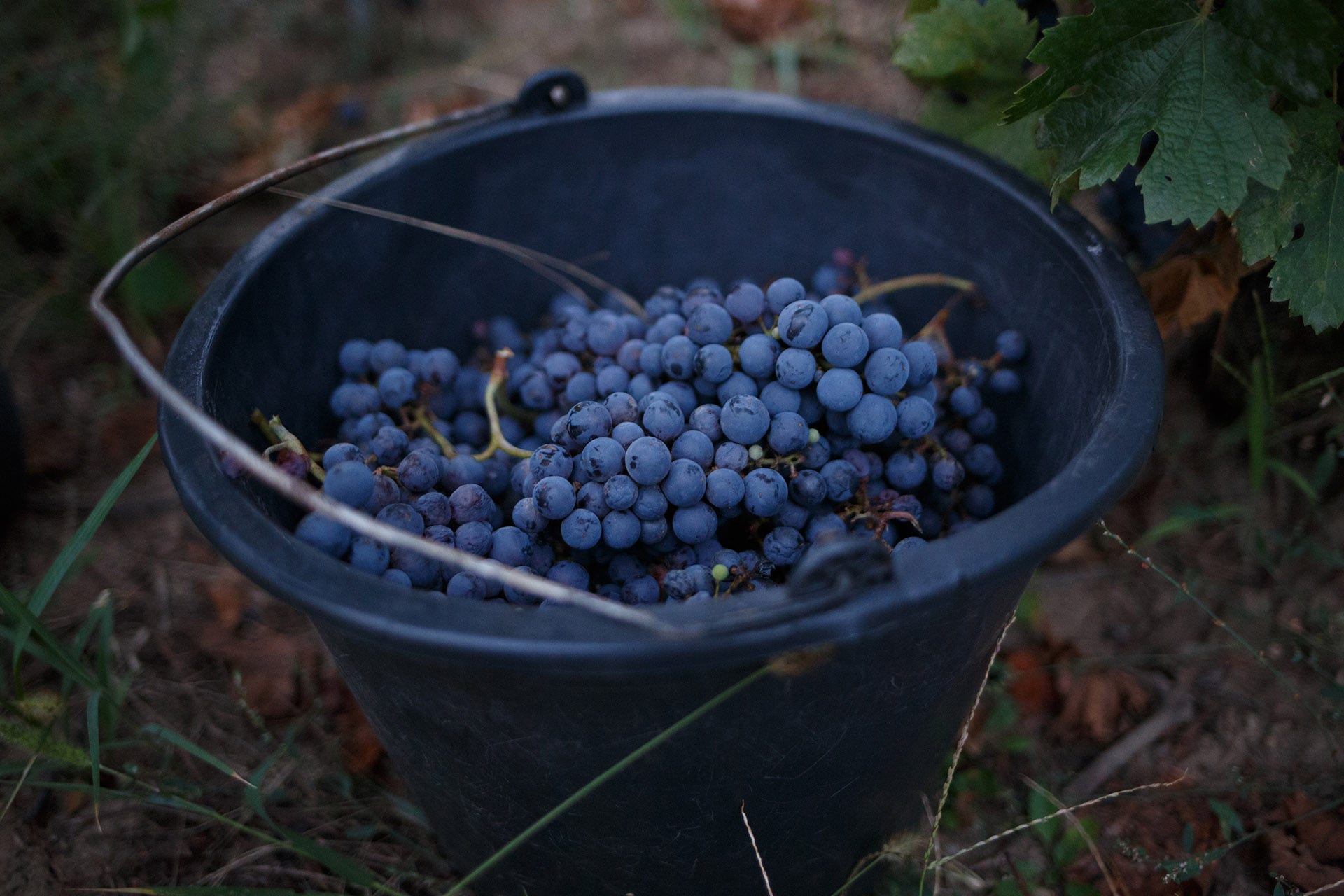 Pinor Noir Wine Grapes in bucket