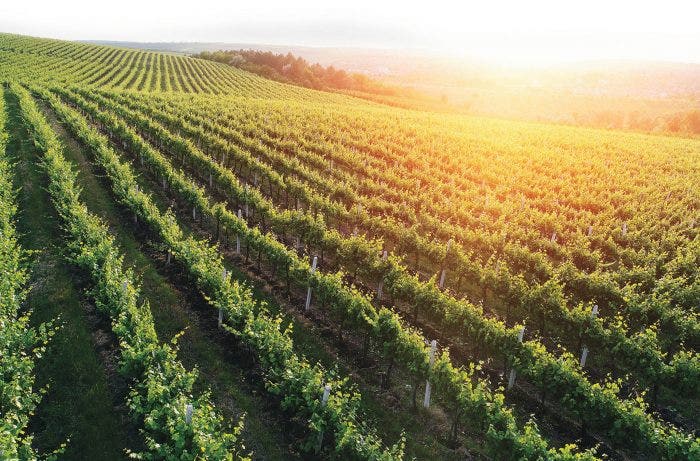 A vineyard in Moldova