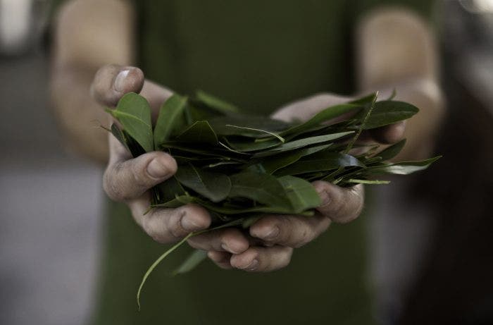Person holding a lot of fresh bay leaves