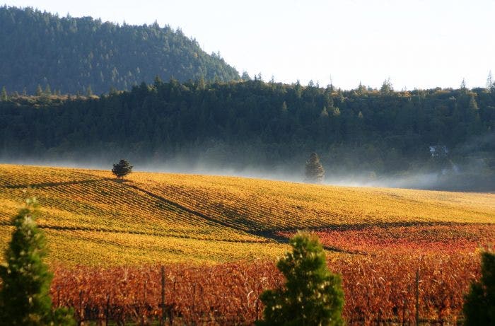 Fog coming off a fall vineyard, wooded hills in background
