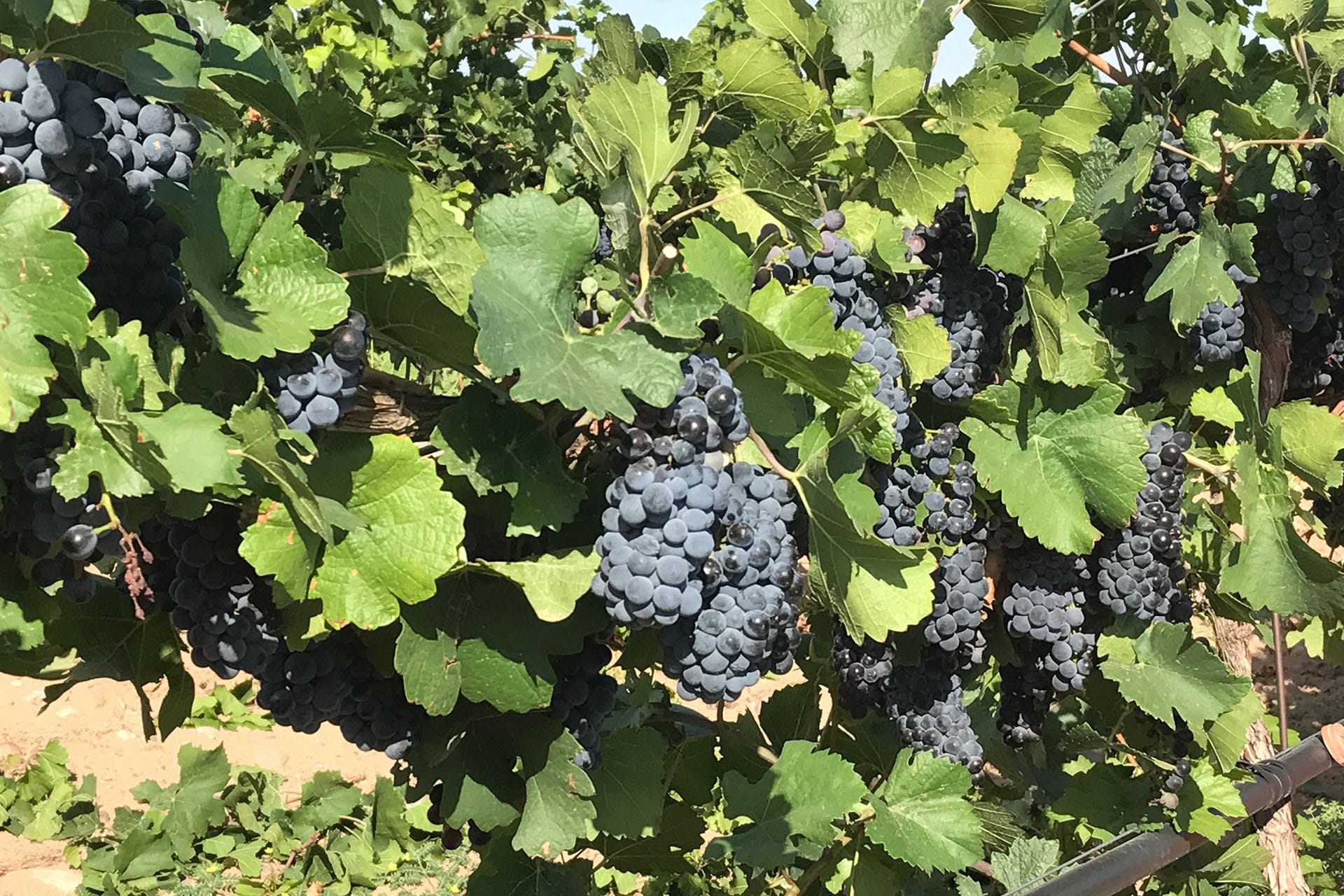 Ripe grapes on a vine