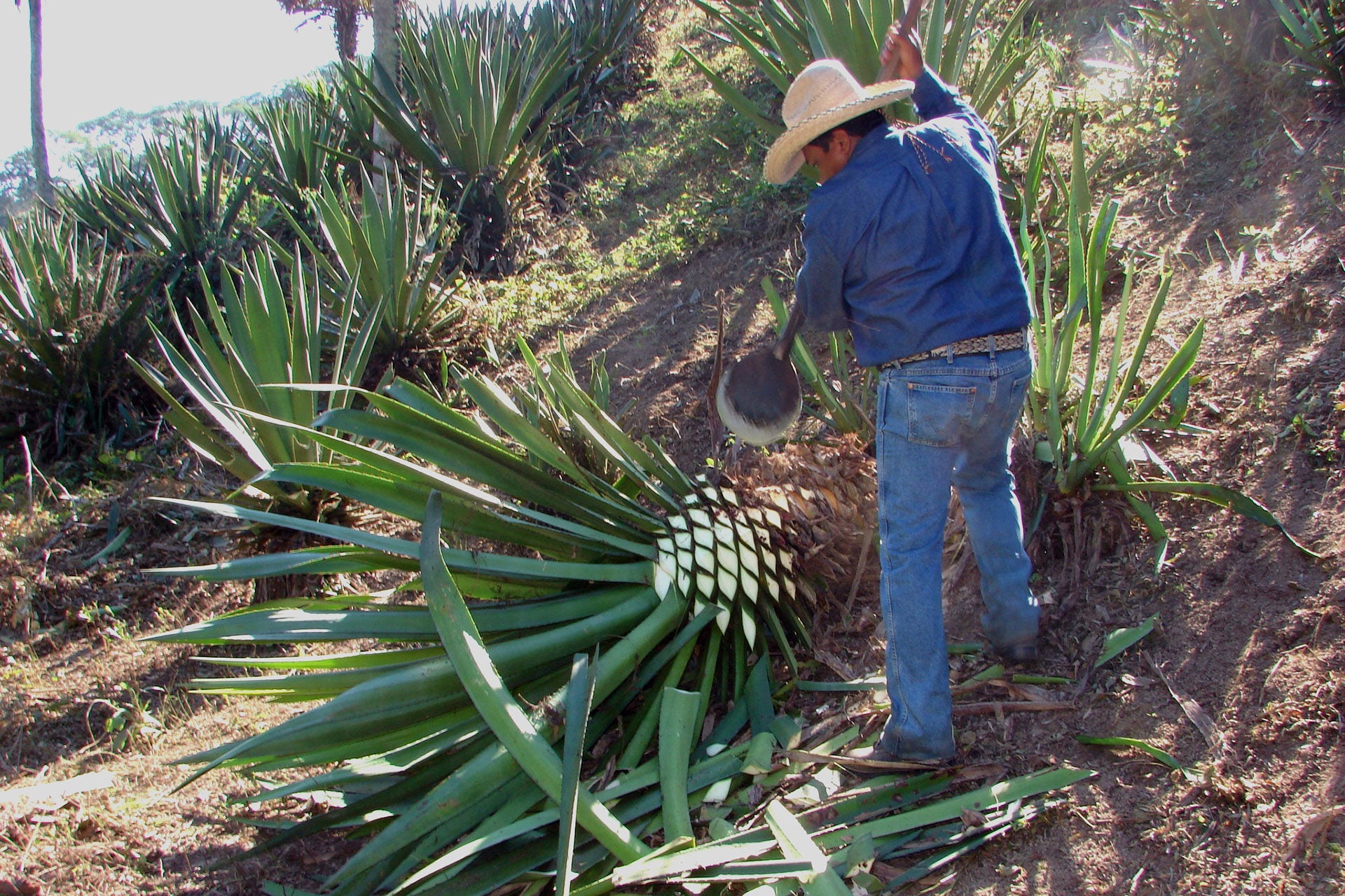 Man in cowboy hat hacked leaves off an agave heart