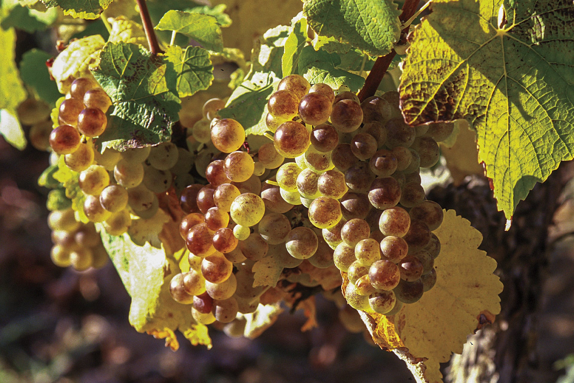 Mauzac grapes in Southwest France