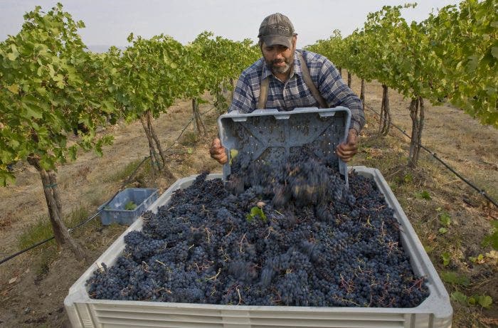 Harvesting Cabernet Sauvignon grapes in Washington's Yakima Valley / Photo by Andrea Johnson