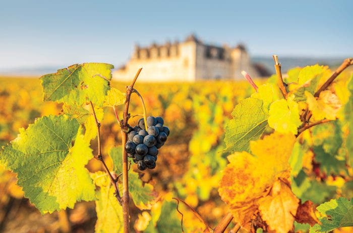 Burgundy france vineyard