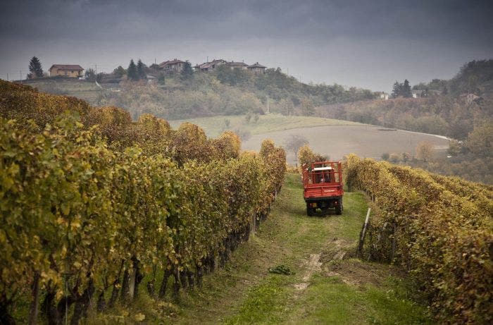 Tractor in the vineyards during Barolo harvest