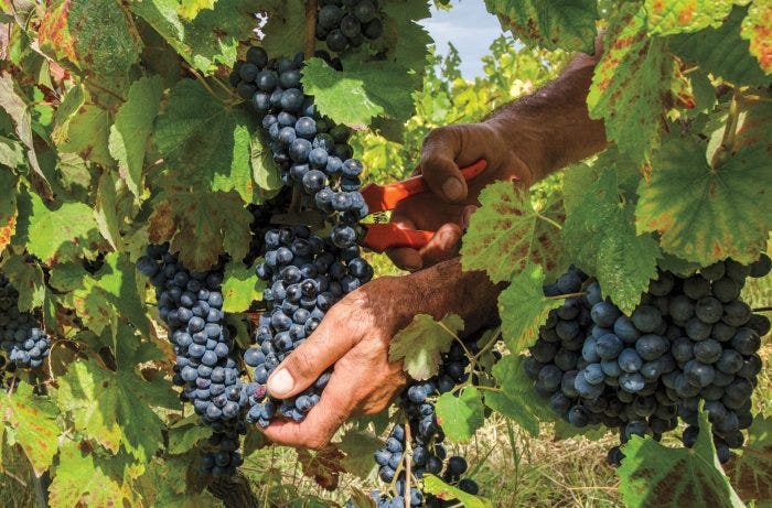hands grape vineyard wine
