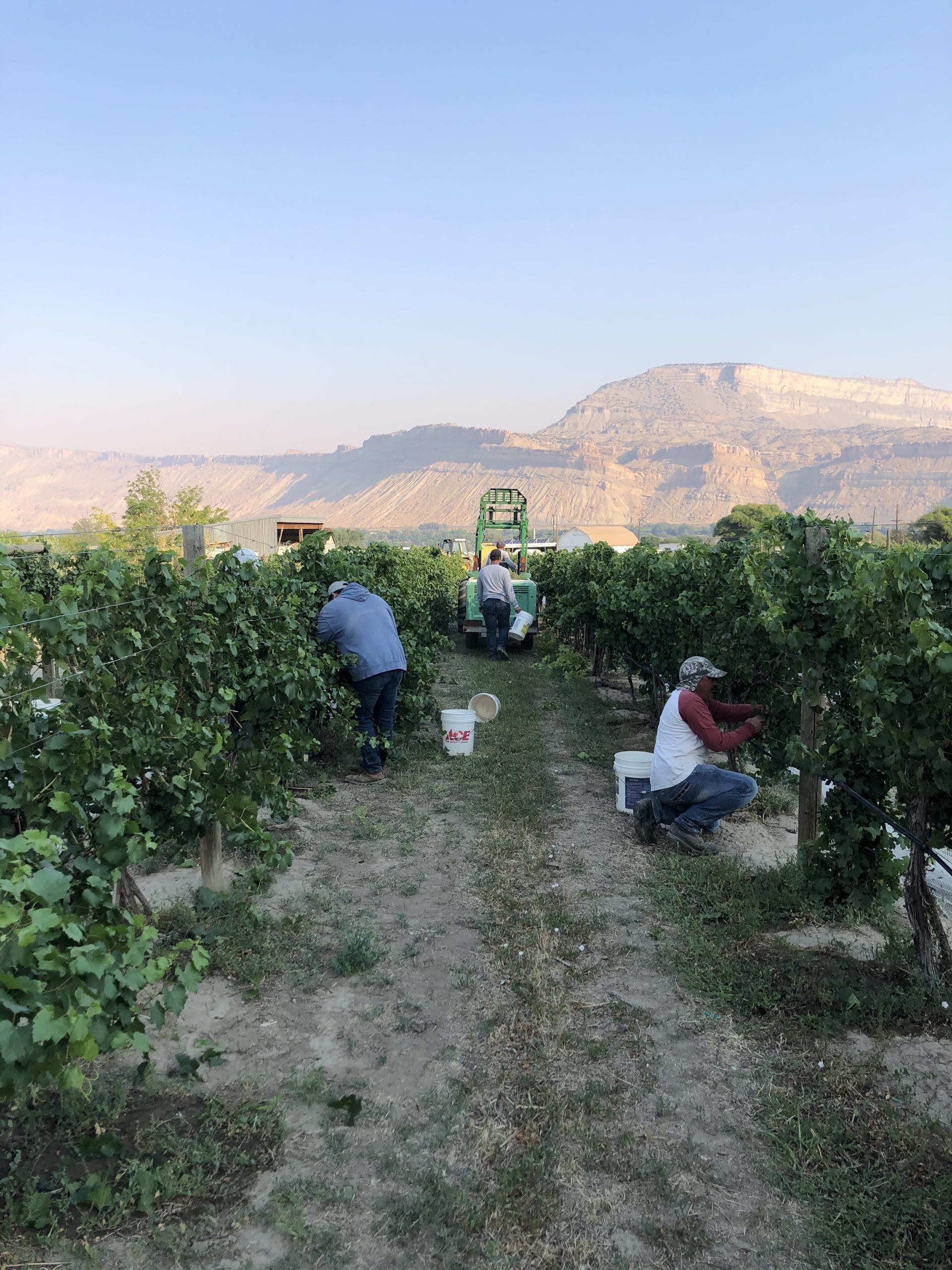 Harvesting vineyards owned by Colorado Vineyard Specialist in mid-August 