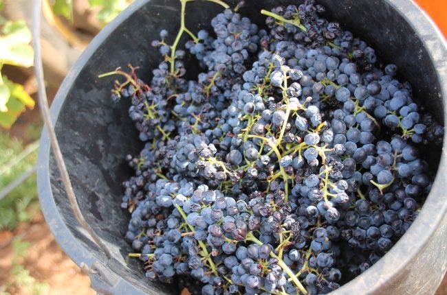 Bucket of smoke tainted red grapes in Australia