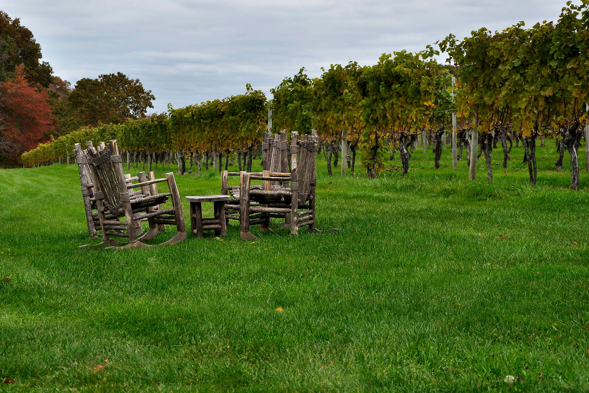 A vineyard in Rhode Island