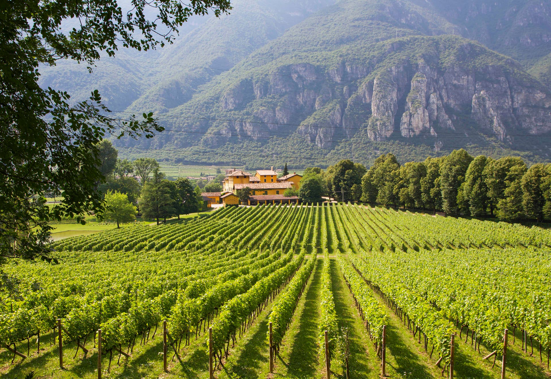 Vineyard in Trento, Italy, with mountains in background
