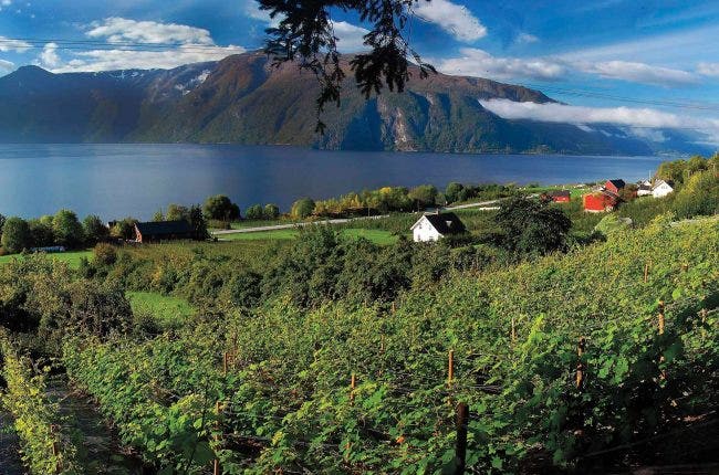 A Norwegian winery