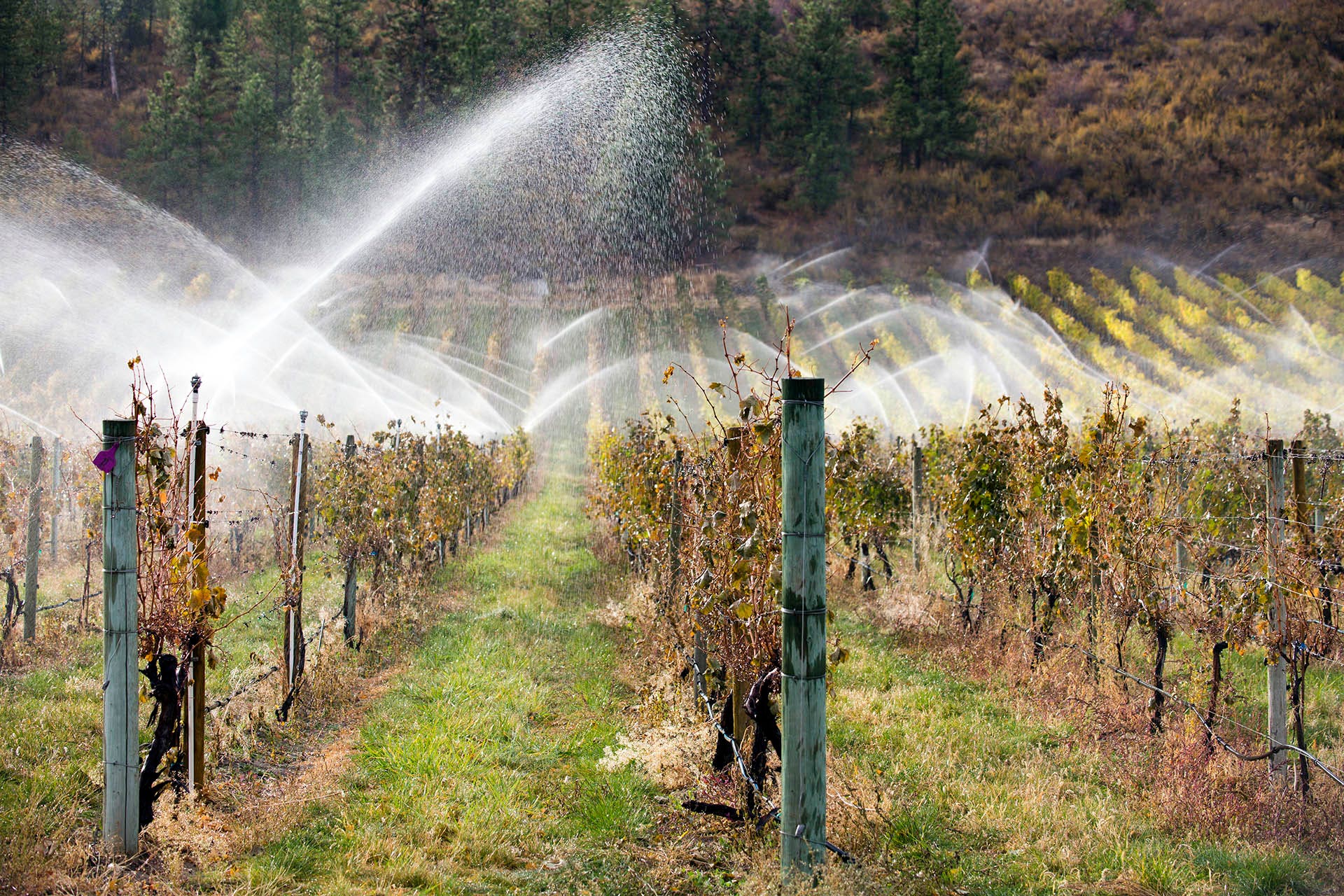 Overhead sprinklers irrigation