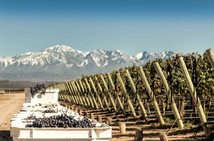 Harvested Malbec Grapes set against backdrop of Andes Mountains
