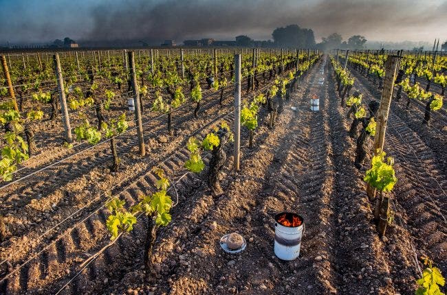 Bordeaux vineyards frost