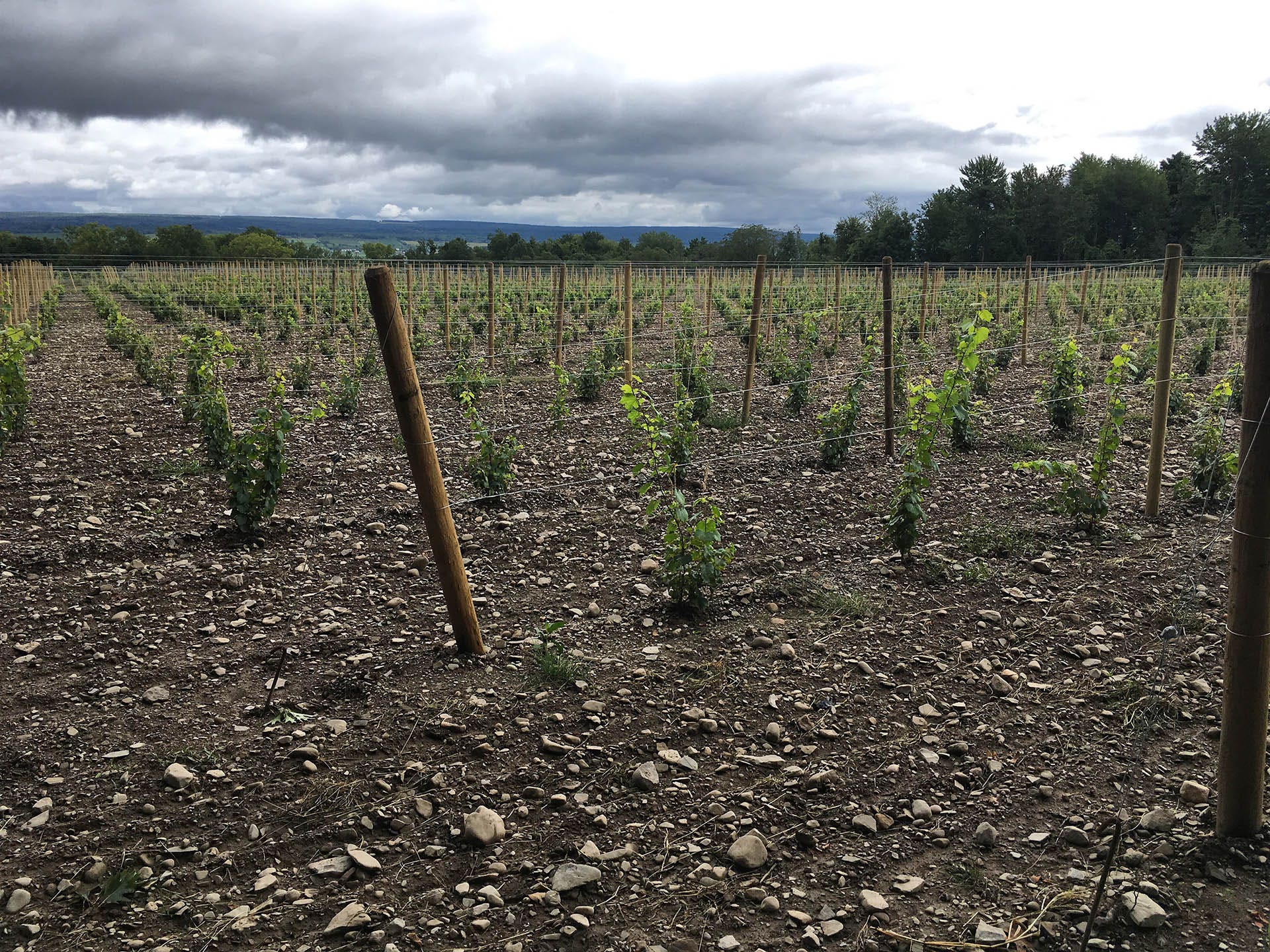 New plantings of Riesling and an experimental Gamay trial at Red Newt's Lahoma Vineyard / Photo by Kelby James Russell