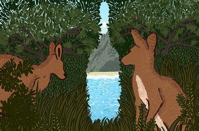 Illustration of a wine bottle surrounded by bushes and with kangaroos around it.