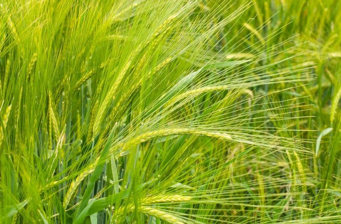 Two-row barley with long spikes in an agricultural field in springtime
