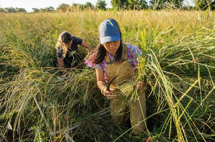 Interns from the Land Institute harvesting Kernza® in Kansas
